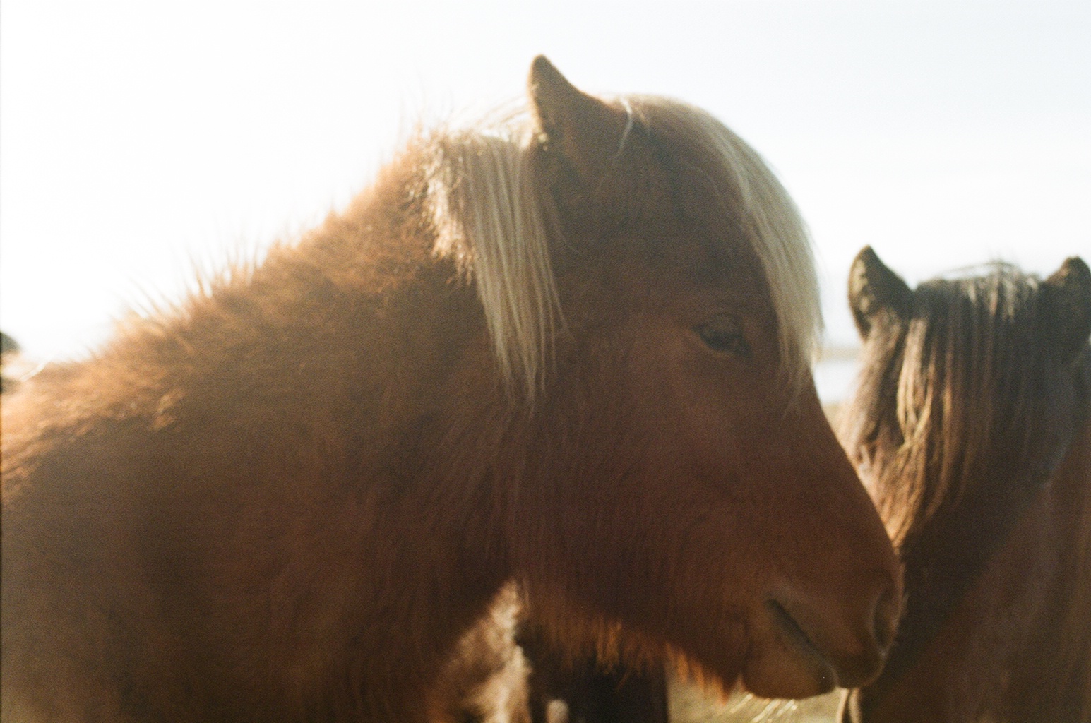 Iceland Horse 2024